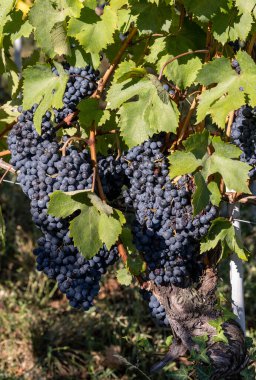 Barolo, Piemonte, İtalya 'nın üzüm bağlarında yeşil yapraklı bir demet siyah nebbiolo üzümü.