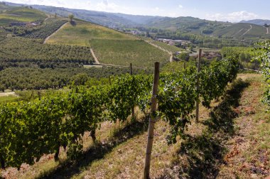 Grinzane Cavour 'dan Langhe üzüm bağlarının manzarası. UNESCO Sitesi, Piedmont, İtalya