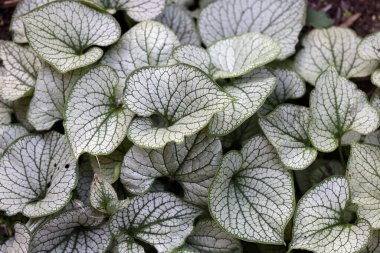 Kalpli brunnera, Sibirya böceği parlatıcısı, Brunnera makrophylla Jack Frost bahçede.