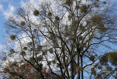 Ağaçta büyüyen ökseotu topları, Noel tatilinin sembolü.