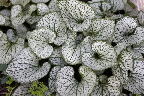 Kalpli brunnera, Sibirya böceği parlatıcısı, Brunnera makrophylla Jack Frost bahçede.