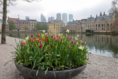 A flower bed with blooming tulips in front of Binnenhof - Dutch Parliament with Hofvijver pond, The Hague, The Netherlands; clipart