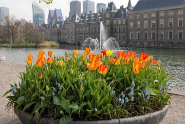 A flower bed with blooming tulips in front of Binnenhof - Dutch Parliament with Hofvijver pond, The Hague, The Netherlands; clipart