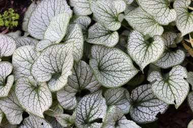 Kalpli brunnera, Sibirya böceği parlatıcısı, Brunnera makrophylla Jack Frost bahçede.