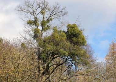 Mistletoe balls growing on a tree, symbol of Christmas holidays clipart