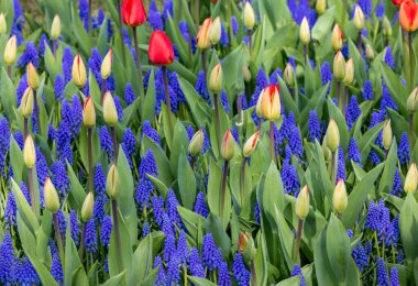 Bahçede açan kırmızı laleler ve mavi muscariler.