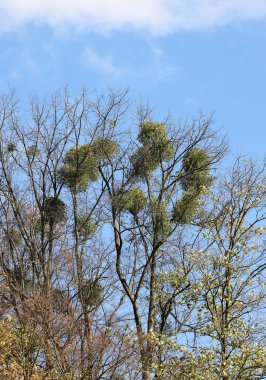 Ağaçta büyüyen ökseotu topları, Noel tatilinin sembolü.