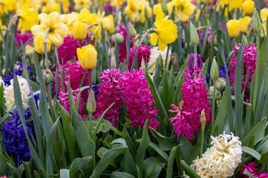 Bahar bahçesinde açan çeşitli çiçek türlerinin renk ve kokularının bolluğu.