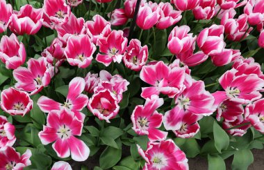 Kamaliya adında pembe ve beyaz laleler. Zafer grubu. Laleler çiçek özellikleriyle tanımlanan gruplara ayrılırlar.