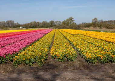 Hollanda 'da Lisse yakınlarında çiçek açan laleler