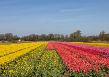 Fields of blooming tulips near Lisse in the Netherlands clipart