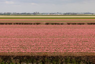 Fields of blooming hyacints near Lisse in the Netherlands clipart