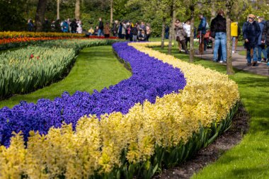 Keukenhof, Lisse Hollanda - 18 Nisan 2023: Hollanda, Lisse 'deki Keukenhof Garden' ı ziyaret edenler.