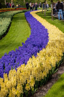 Keukenhof, Lisse Hollanda - 18 Nisan 2023: Hollanda, Lisse 'deki Keukenhof Garden' ı ziyaret edenler.