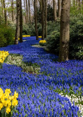 Hollanda, Lisse 'deki Keukenhof Bahçesinde çiçek açan sarı nergis ve mavi muscari çiçekleri.