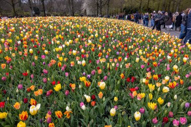 Keukenhof, Lisse Hollanda - 18 Nisan 2023: Hollanda, Lisse 'deki Keukenhof Garden' da renkli lalelerin toplanması.