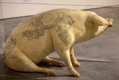 Cracow, Poland - April 25, 2019: An embalmed pig named Slobodan raised and tattooed on a Chinese farm by Belgian artist Wim Velvoye. The nature in art exhibition at Mocak Museum of Contemporary Art in Krakow clipart