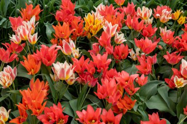 Eğlenceli Renkler adında bir lale. Muhteşem karışım lale Toronto ve iki renkli mutant Winnipeg ve Quebec 'ten oluşuyor..