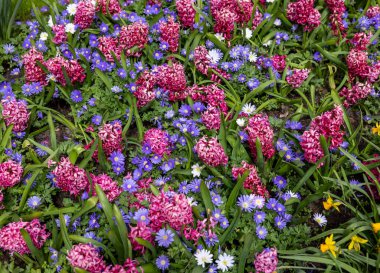 Mavi Tonlar Anemonlar ve Pembe Sümbüller Bahçede çiçek açıyor
