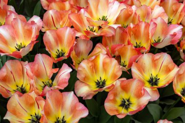 Tulip 'in adı Spryng Sunrise. Zafer grubu. Laleler çiçek özellikleriyle tanımlanan gruplara ayrılırlar.