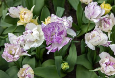 Tulip 'in adı Shirley Double. Çift geç grup. Laleler çiçek özellikleriyle tanımlanan gruplara ayrılırlar.