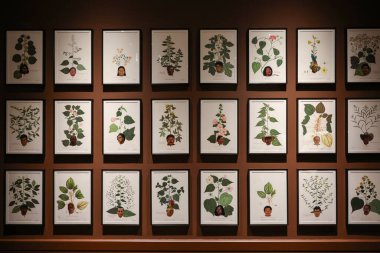 Venedik, İtalya - 7 Mayıs 2024: Venedik 'te Yabancılar Her Yerde 60. Venedik Sanat Bienali. İspanyol Pavyonu 'nda Yeni Granada Kraliyet Botanik Seferi.