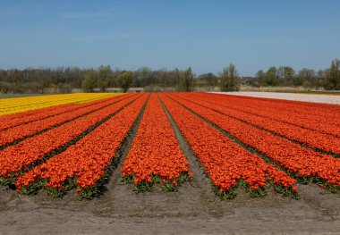 Fields of blooming tulips near Lisse in the Netherlands clipart