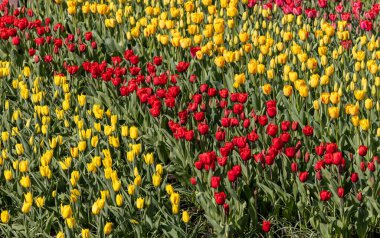 Fields of blooming tulips near Lisse in the Netherlands clipart