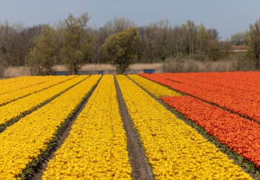 Fields of blooming tulips near Lisse in the Netherlands clipart