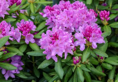 Beautiful blooming pink azalea flowers in garden