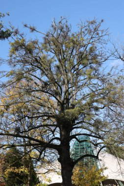 Mistletoe balls growing on a tree, symbol of Christmas holidays clipart