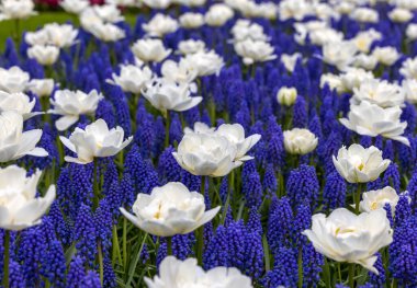 Bahçede açan beyaz laleler ve mavi muscariler.