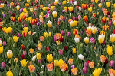 Bahçede açan renkli lalelerin karışımı.