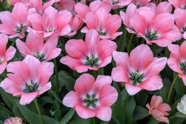 Bella Blush adında pembe bir lale, Darwinhybrid grubu. Laleler çiçek özellikleriyle tanımlanan gruplara ayrılırlar.