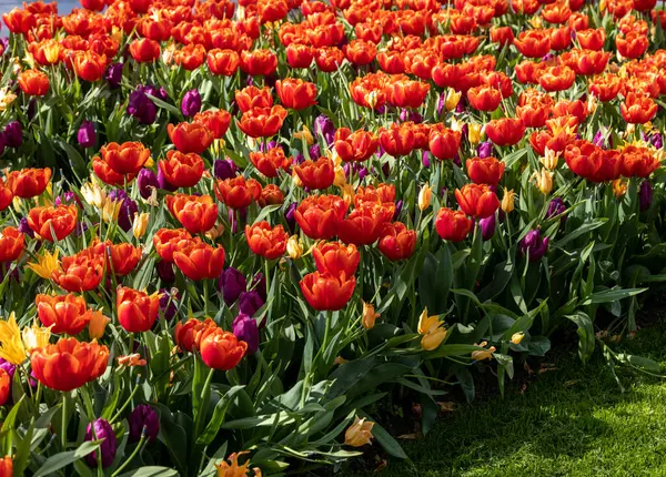 bir bahçede çiçek açan kırmızı lale