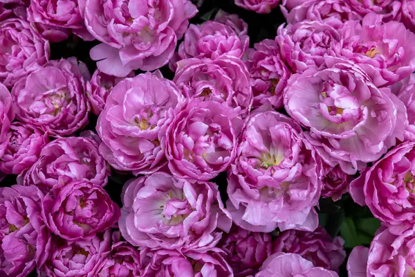 Livorno adında pembe bir lale, Double Late Group. Laleler çiçek özellikleriyle tanımlanan gruplara ayrılırlar.