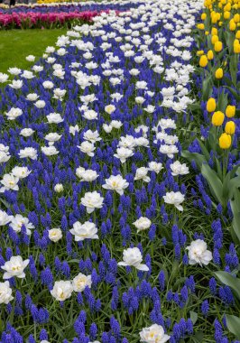Hollanda, Lisse 'deki Keukenhof Bahçesinde açan laleler ve mavi muscari..
