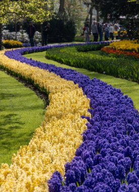 Hollanda, Lisse 'deki Keukenhof Bahçesinde açan sarı laleler ve mavi sümbüller..