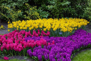 Keukenhof, Lisse Hollanda - 18 Nisan 2023: Hollanda, Lisse 'deki Keukenhof Bahçesi' nde renkli çiçekler.