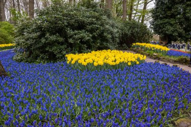 Keukenhof, Lisse Hollanda - 18 Nisan 2023: Hollanda, Lisse 'deki Keukenhof Bahçesinde sarı nergis ve mavi muscari çiçekleri çiçek açıyor.