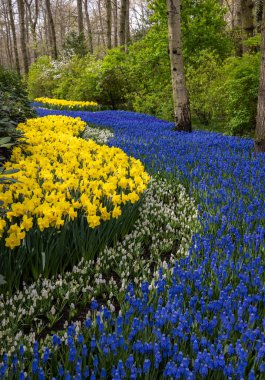 Hollanda, Lisse 'deki Keukenhof Bahçesinde çiçek açan sarı nergis ve mavi muscari çiçekleri.