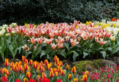 Hollanda, Lisse 'deki Keukenhof Bahçesinde renkli laleler.