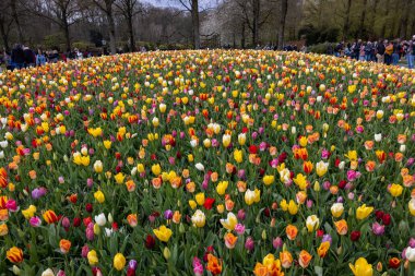 Keukenhof, Lisse Hollanda - 18 Nisan 2023: Hollanda, Lisse 'deki Keukenhof Garden' da renkli lalelerin toplanması.