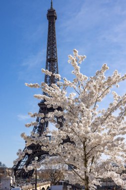Paris, Fransa - 20 Mart 2025: Bahar Paris 'te. Arka planda, Trocadero boyunca Japon kiraz çiçekleri ve Eyfel Kulesi