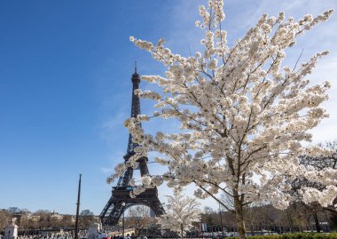 Paris, Fransa - 20 Mart 2025: Bahar Paris 'te. Arka planda, Trocadero boyunca Japon kiraz çiçekleri ve Eyfel Kulesi