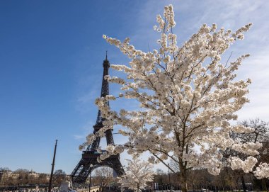 Paris, Fransa - 20 Mart 2025: Bahar Paris 'te. Arka planda, Trocadero boyunca Japon kiraz çiçekleri ve Eyfel Kulesi