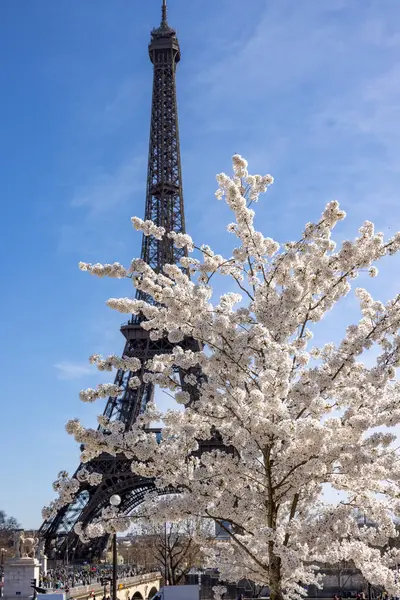 Paris, Fransa - 20 Mart 2025: Bahar Paris 'te. Arka planda, Trocadero boyunca Japon kiraz çiçekleri ve Eyfel Kulesi