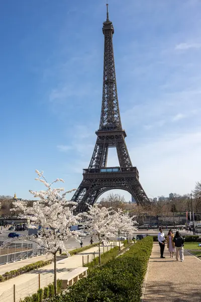 Paris, Fransa - 20 Mart 2025: Bahar Paris 'te. Arka planda, Trocadero boyunca Japon kiraz çiçekleri ve Eyfel Kulesi
