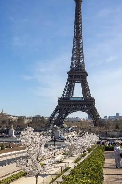 Paris, Fransa - 20 Mart 2025: Bahar Paris 'te. Arka planda, Trocadero boyunca Japon kiraz çiçekleri ve Eyfel Kulesi