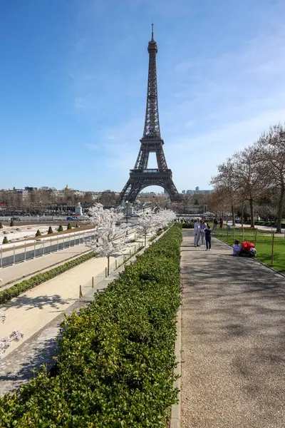 Paris, Fransa - 20 Mart 2025: Bahar Paris 'te. Arka planda, Trocadero boyunca Japon kiraz çiçekleri ve Eyfel Kulesi